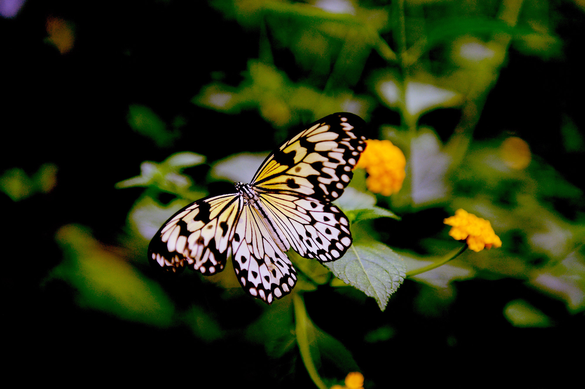 Schmetterling